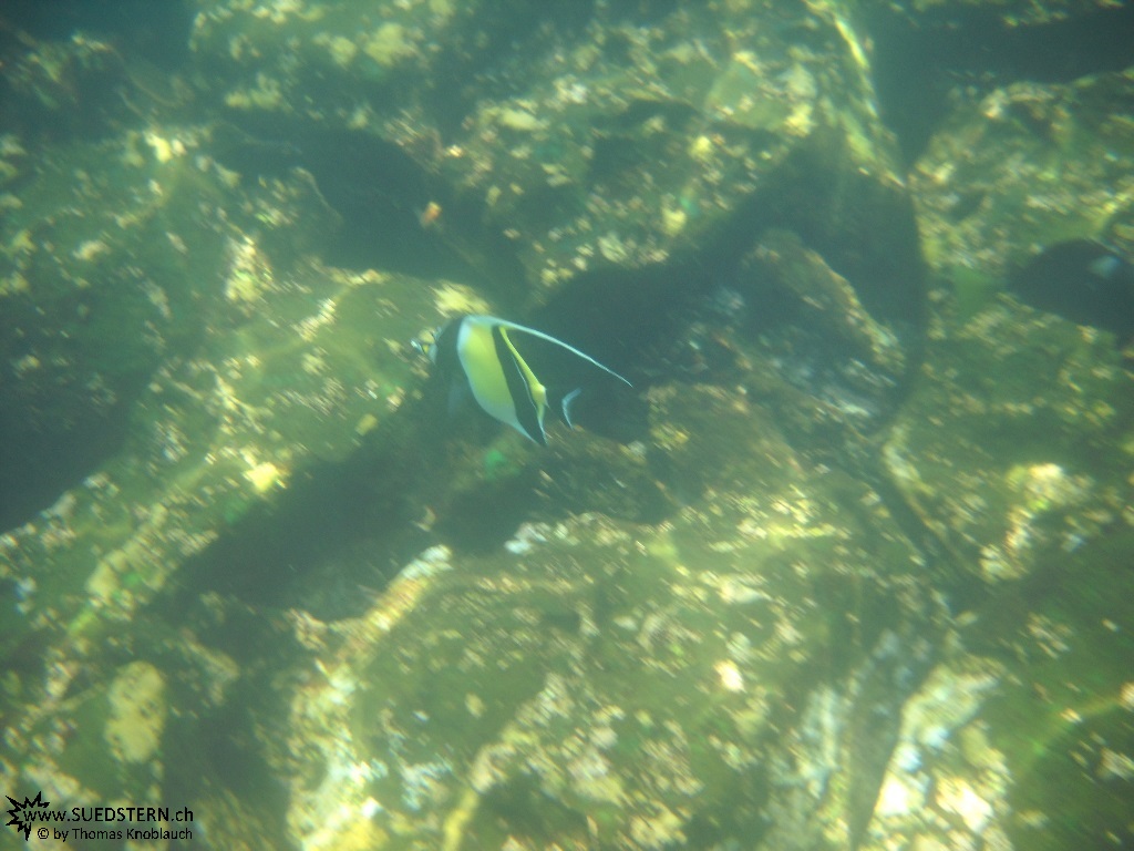 Underwater Galapagos 2010 -DSCN5661
